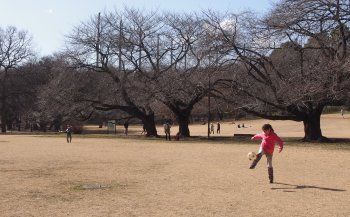 砧公園