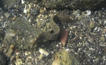 シュノーケルで見つけた魚